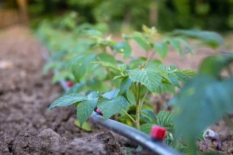 Young raspberry plants with drip irrigation Stock Photos