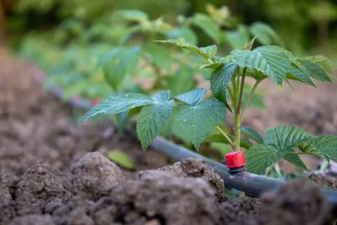 Young raspberry plants with drip irrigation Stock Photos
