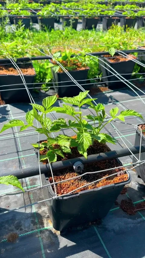 Young raspberry plants growing in containers outdoors Stock-Footage 345914543