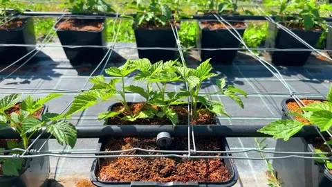 Young raspberry plants growing in containers outdoors Stock-Footage 345915053