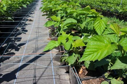 Young raspberry plants thrive in organized container rows, stabilized by a st 스톡 사진