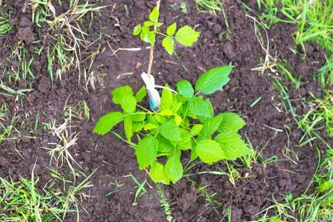 Young raspberry seedling in the ground, top view.Planting plants in the garden Fotos Stock