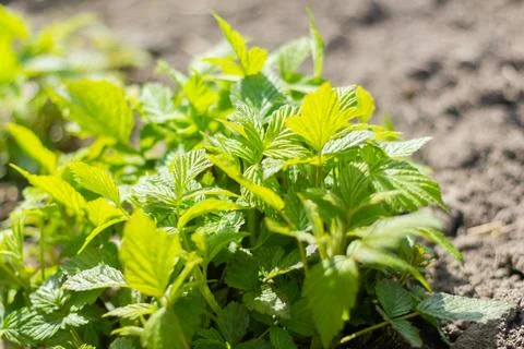 A young raspberry seedling grows in a garden on black fertile land Foto stock