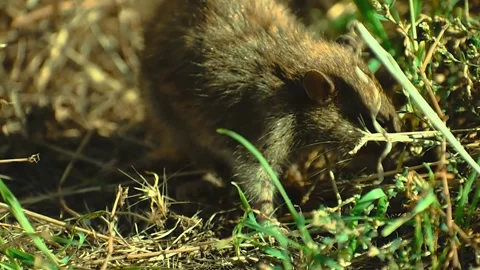Young rat eating and playing in summertime close-up footage	 Stock Footage 253432046