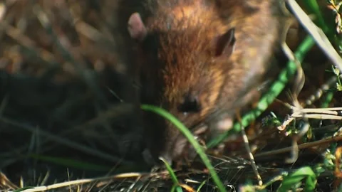 Young rat eating and playing in summertime close-up footage 4K Stock Footage 253432298