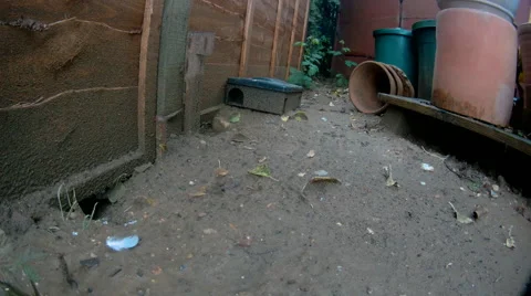 Young rat in garden Video stock 67574192