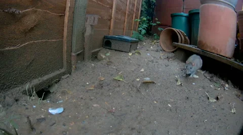 Young rat in garden Stock-Footage 67574466