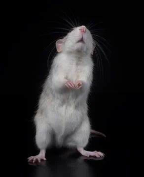 Young rat in studio Stock Photos