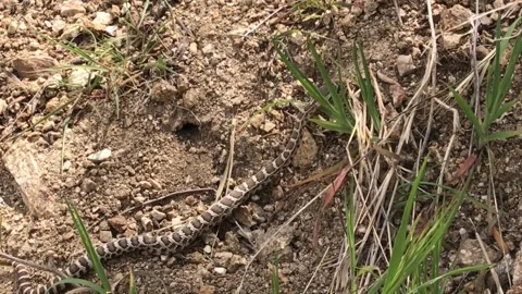 Young rattlesnake Stock Footage