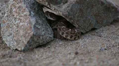 Young rattlesnake in rocks Stock-Footage 12027962