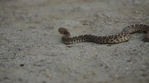 Young rattlesnake shallow focus Stock-Footage 12029216