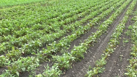 Young red beet plants on a field Stock Footage 95176485