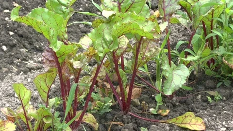 Young red beet plants on a field Stock Footage 95177030