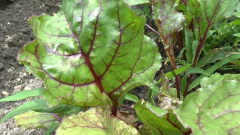 Young red beet plants on a field Stock Footage 95177464