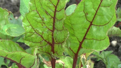 Young red beet plants on a field Stock Footage 95177523