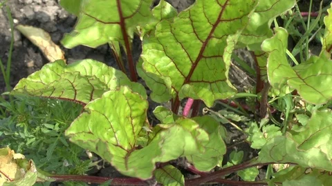 Young red beet plants on a field Stock Footage 95177569