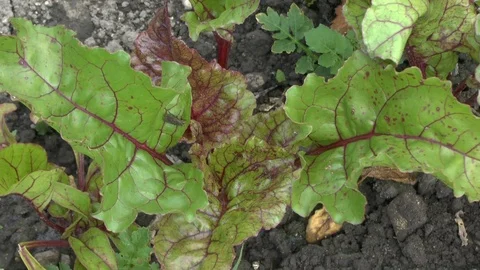 Young red beet plants on a field Stock Footage 95177637