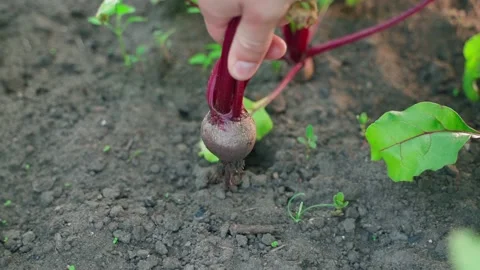 A young red beet root crop is pulled by the hand from the soil of the vegetable Stock Footage 225617134