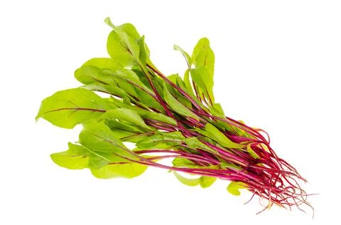 Young red beetroot sprouts isolated on white background Stock Photos