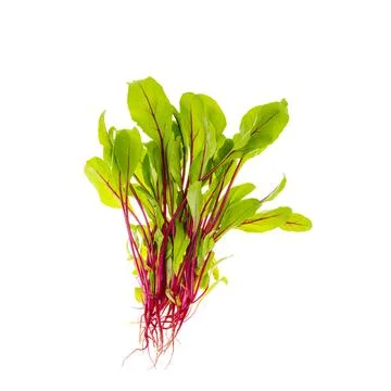 Young red beetroot sprouts isolated on white background Stock Photos