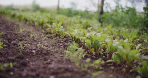 Young Red Beets Growing in a Flower Bed Organic Food Cultivation Stock Footage 277004813