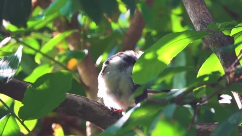 Young Red-billed Blue Pie 스톡 동영상 344891609