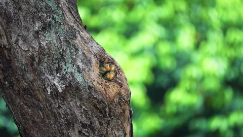 Young Red-breasted Parakeets Inside Their Nest In Tree Holes In Tropical 動画素材 315426783