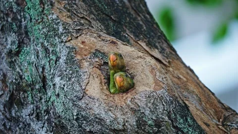 Young Red-breasted Parakeets Nesting In A Tree Cavity - Close Up 스톡 동영상 291044095