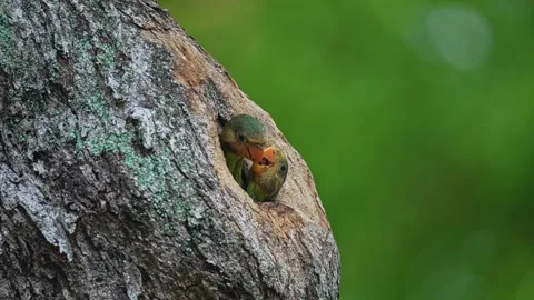 Young Red-breasted Parakeets In A Tree Cavity - Close Up 스톡 동영상 291044527