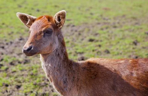 Young red brown fallow deer Stock Photos