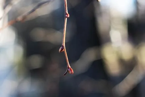 Young red buds on a bare tree branch Stock Photos