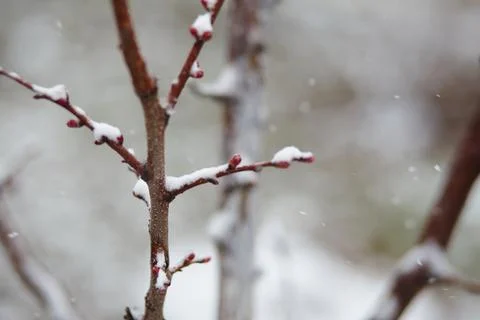 Young red buds on tree covered with snowflakes during spring freeze Stock Photos
