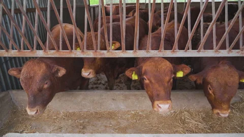 Young red calves look at the camera and chew hay. Cattle. Vídeo Stock 179098277