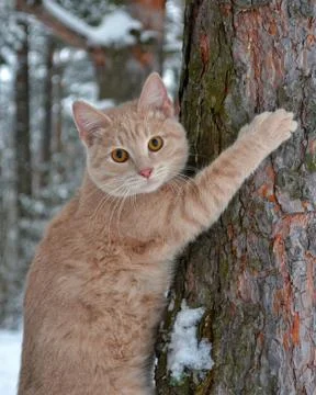 A young red cat climbed onto a tree trunk in winter. Stock Photos