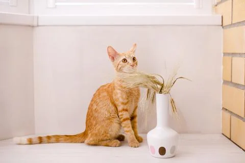 A young red cat got scared and is hiding behind a vase of wheat spikes Stock Photos