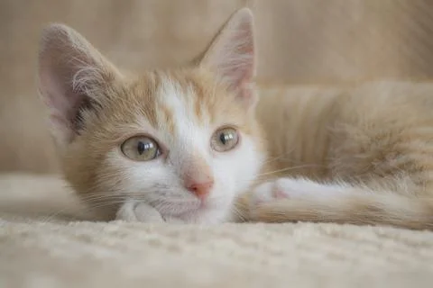 Young red cat on a light background, relax concept Stock Photos