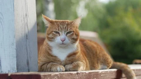 Young red cat is looking at the camera while lying on a wooden veranda. Stock Photos