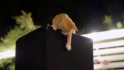 Young red cat sitting on the speaker system in the disco. Stock Footage 118875600
