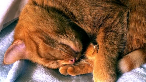 Young red cat sleeps, jerking its paws and mustache in a dream, funny humor Stock Footage 123822269