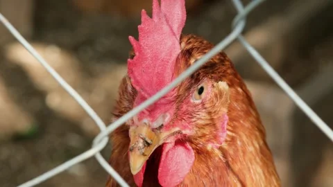 Young red chicken looking at camera behind the corral close-up. Organic chicken Stock Footage 282337419