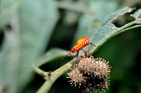 Young Red Cotton Stainer Bug Stock Photos