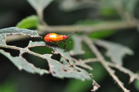 Young Red Cotton Stainer Bug Stock Photos