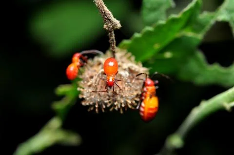 Young Red Cotton Stainer Bug Stock Photos