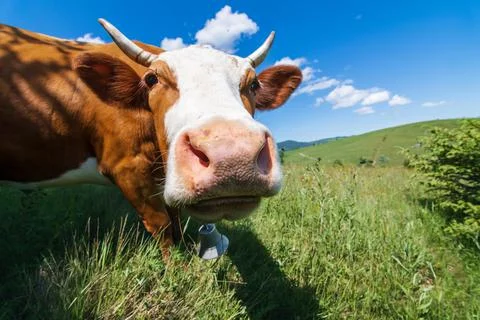 Young red cow Stock Photos