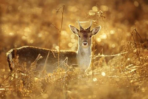 Young red deer buck standing in the grass against golden light Stock Photos