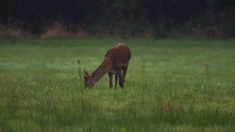 Young Red Deer (Cervus elaphus) grazing in a mid-forest meadow Stock Footage 196227405