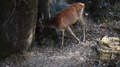 Young Red Deer Cervus elaphus grazing peacefully under tree in Monfragüe Stock Footage 327810136