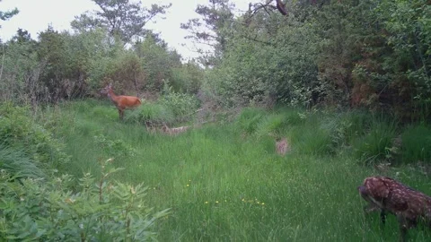 Young red deer (Cervus elaphus) calf trots across a grassy forest clearing Stock Footage 342321193