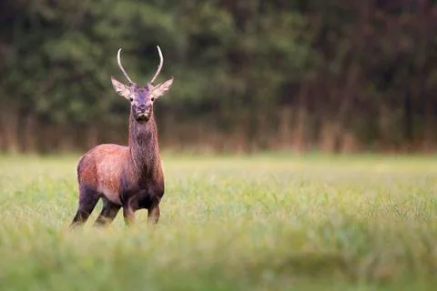 Young red deer in a clearing Stock Photos
