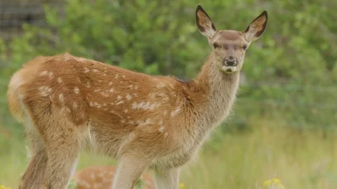 Young Red Deer Doe Grazing in Scottish Highlands Meadow Stock Footage 315094219